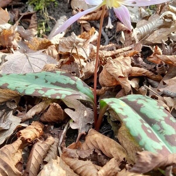 Erythronium dens-canis Cvet