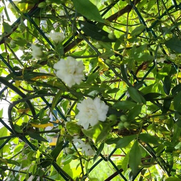 Rosa banksiae Flower