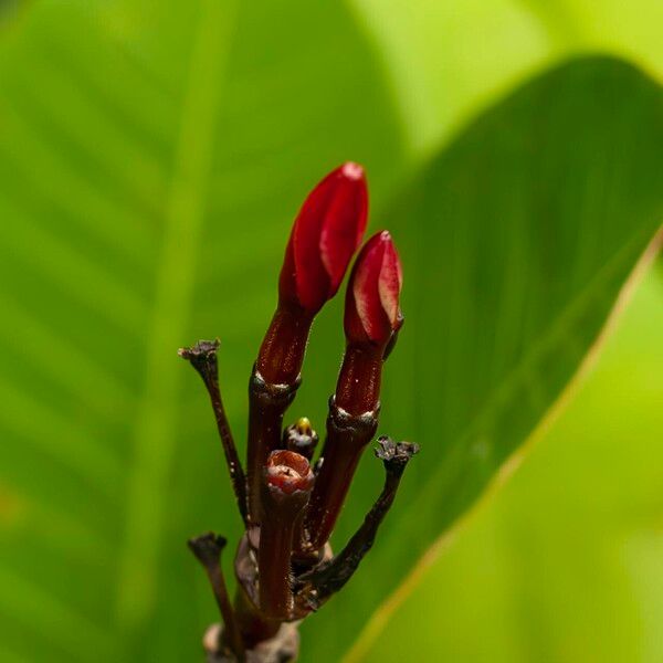 Plumeria rubra Flor