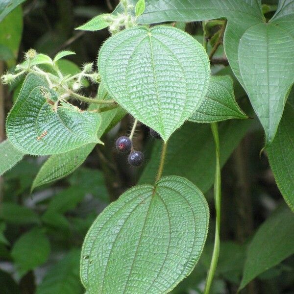 Miconia octona Other