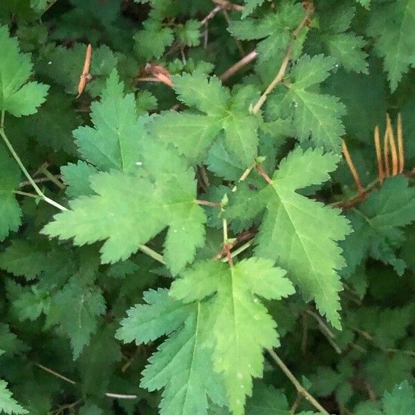 Stephanandra incisa Blad