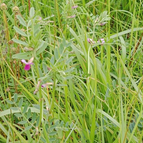 Vicia sativa Hábito