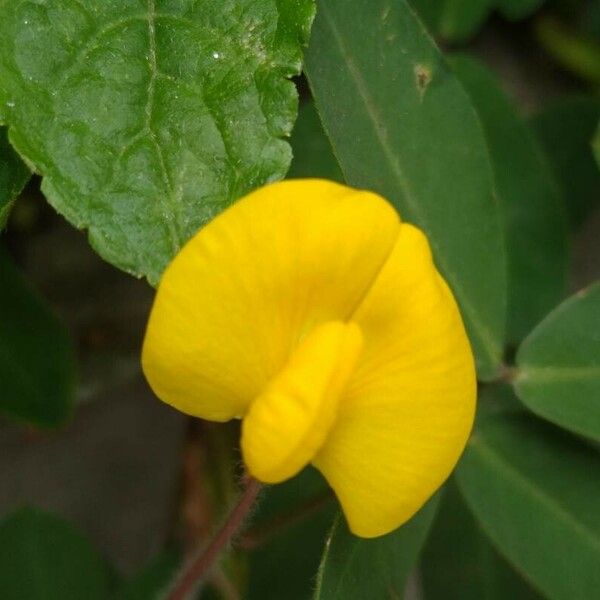 Arachis hypogaea Žiedas