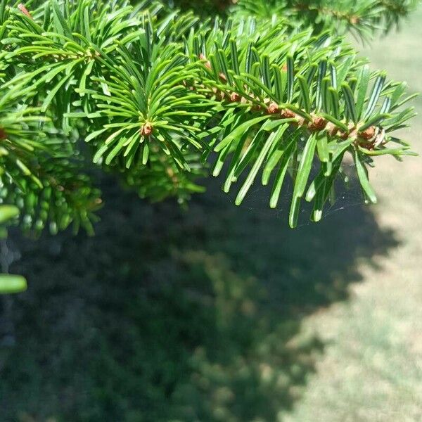 Abies nordmanniana Blad