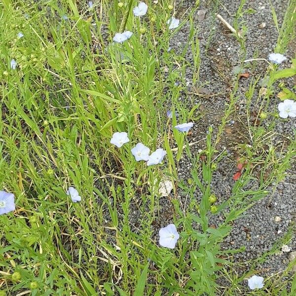 Linum bienne Habit