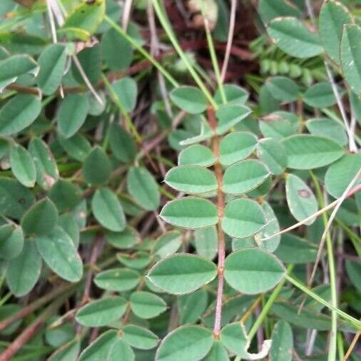 Onobrychis viciifolia Liść