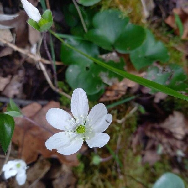 Anemone hepatica Flower