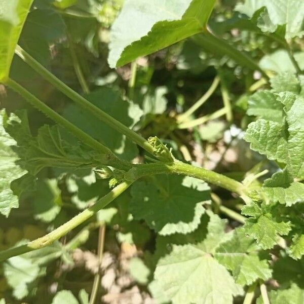 Malva parviflora Bark