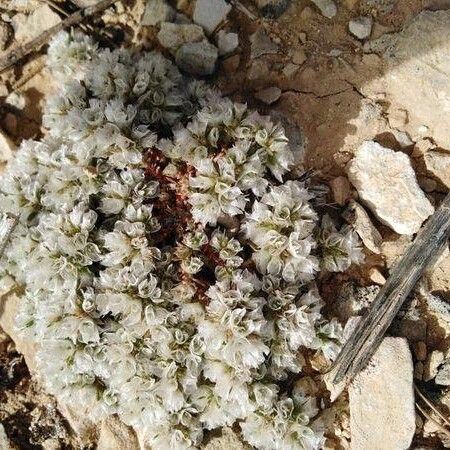 Paronychia capitata Flower