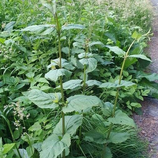 Scrophularia nodosa Pokrój