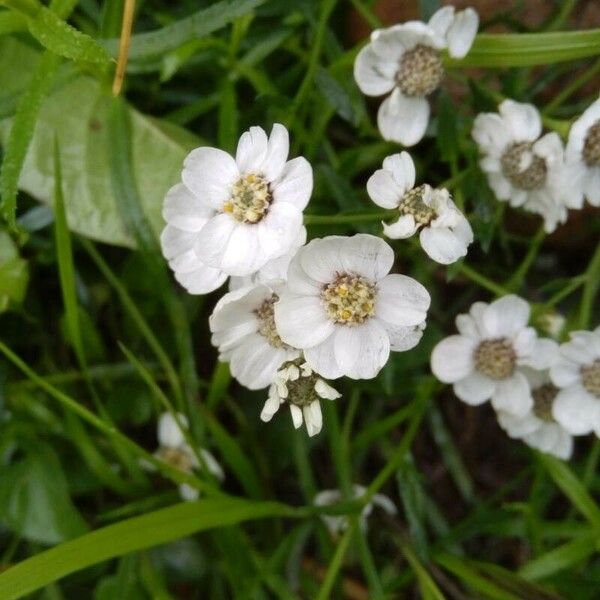 Achillea ptarmica Fleur