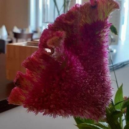 Celosia cristata Floro