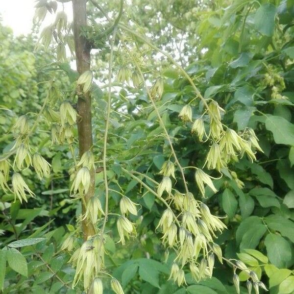 Decaisnea insignis Flower