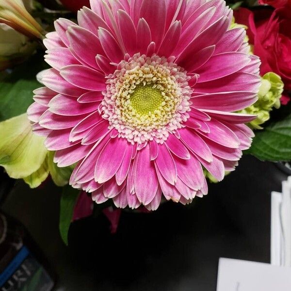 Gerbera spp. Flower