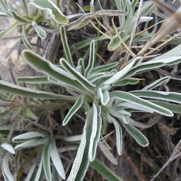 Phlomis lychnitis Folla