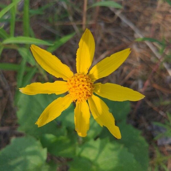 Arnica cordifolia 花