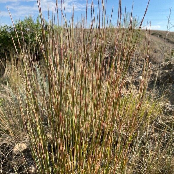 Schizachyrium scoparium পাতা