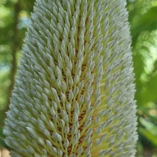 Banksia serrata Blüte