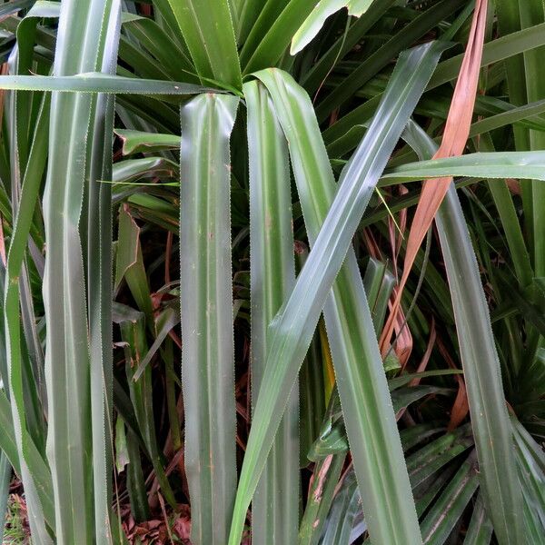 Pandanus tectorius Fulla