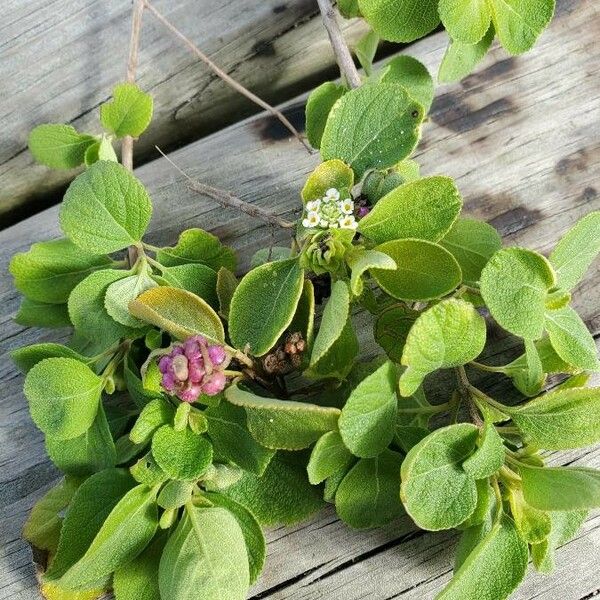 Lantana involucrata Kvet