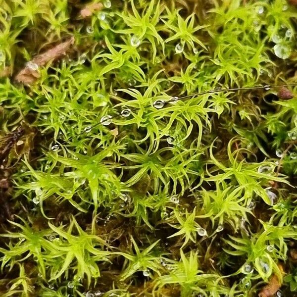 Campylopus introflexus Leaf