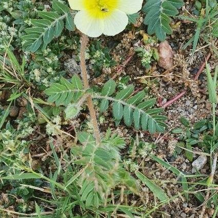 Tribulus zeyheri Celota