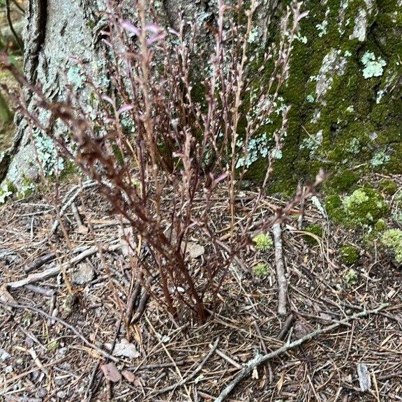 Epifagus virginiana Leht