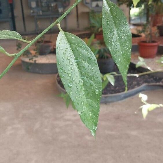 Cestrum nocturnum Foglia