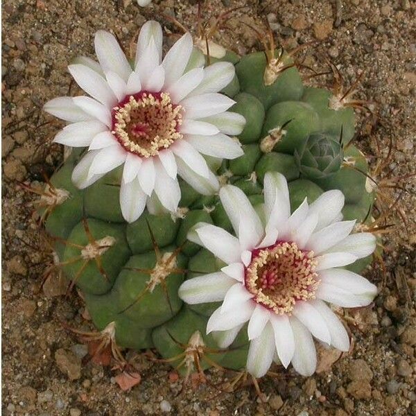 Gymnocalycium pflanzii ফুল