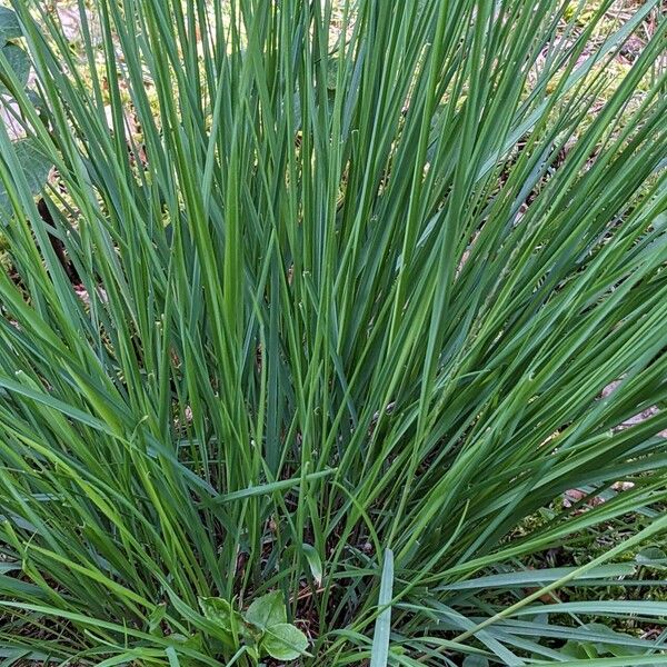 Molinia caerulea Συνήθη χαρακτηριστικά