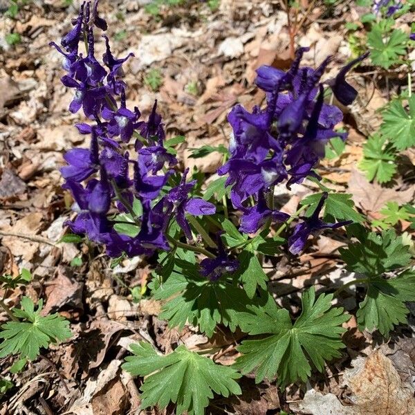 Delphinium tricorne Hostoa