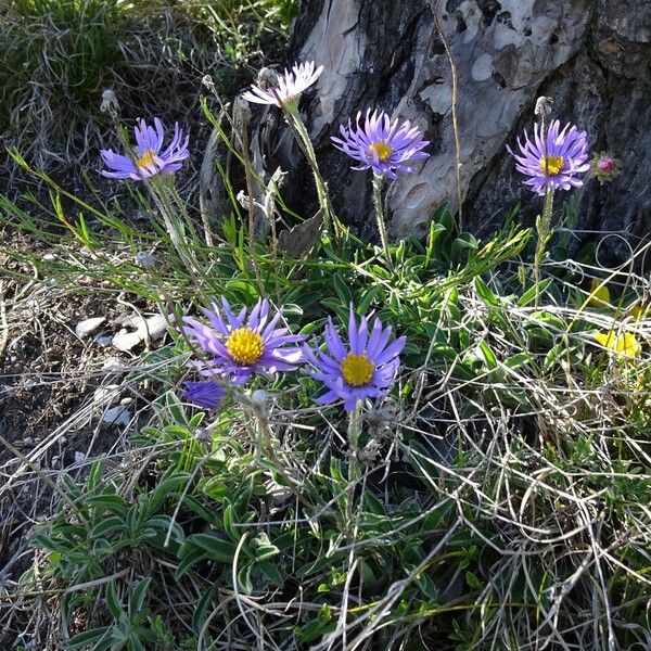 Aster alpinus Habit