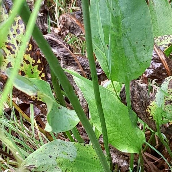 Alisma plantago-aquatica Levél