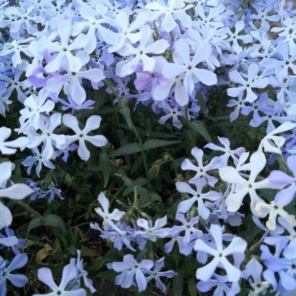 Phlox divaricata आदत