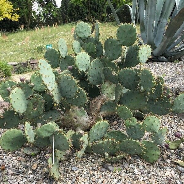 Opuntia engelmannii Folla