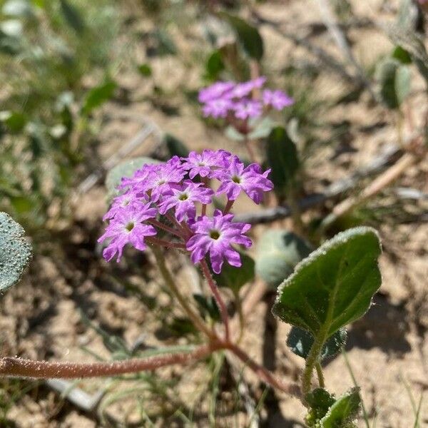 Abronia pogonantha Flower