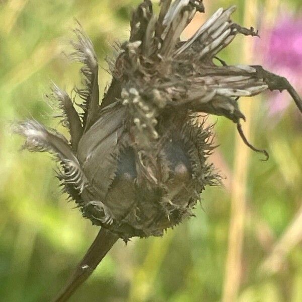 Centaurea scabiosa Фрукт