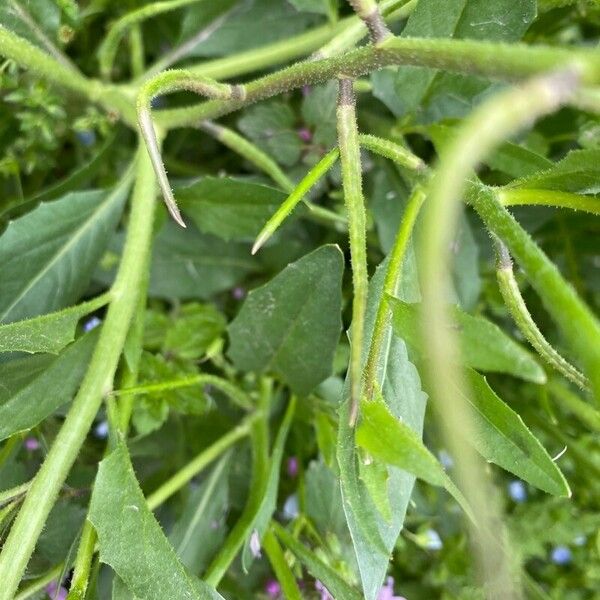 Chorispora tenella Bark