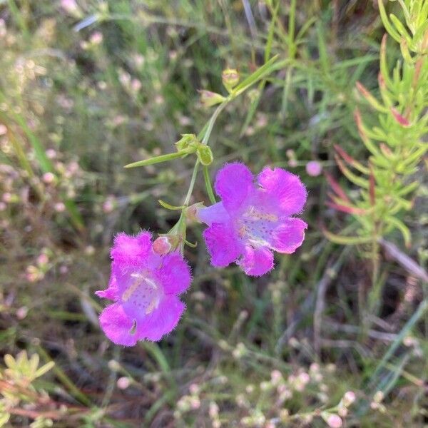 Agalinis purpurea Квітка