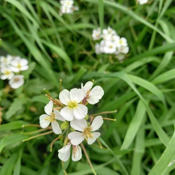 Cardamine matthioli Fleur