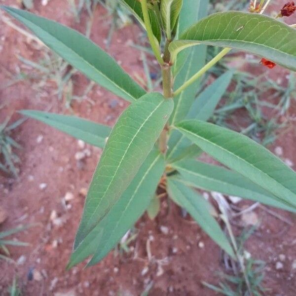 Asclepias curassavica List