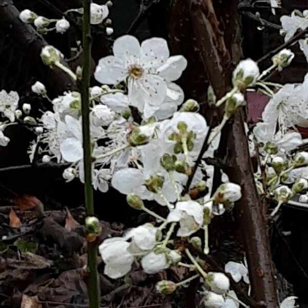 Prunus domestica Floro