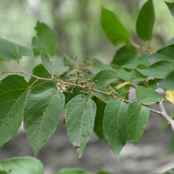 Guazuma ulmifolia পাতা