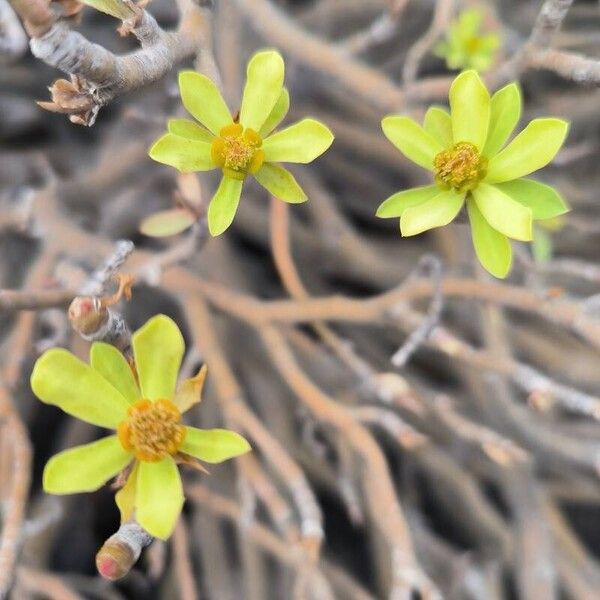 Euphorbia balsamifera Çiçek