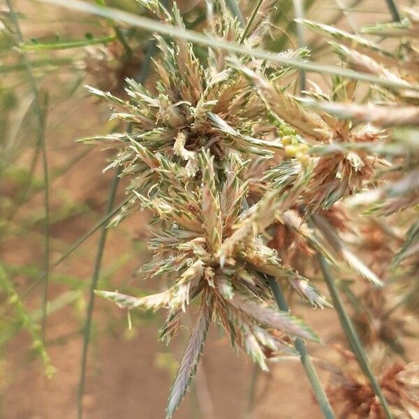 Cyperus conglomeratus Flor