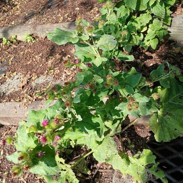 Arctium minus Hábito