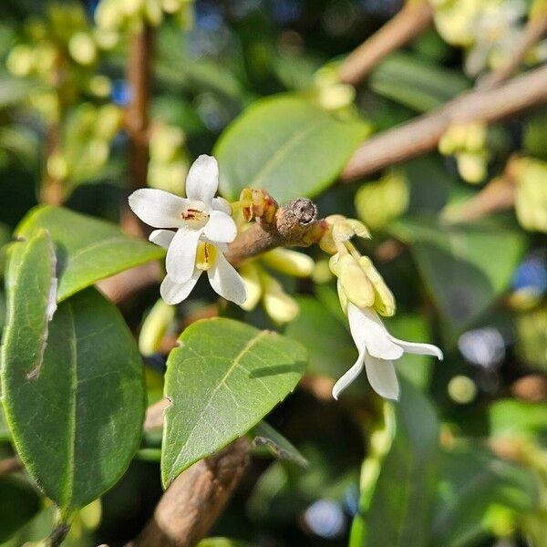 Osmanthus × burkwoodii Çiçek