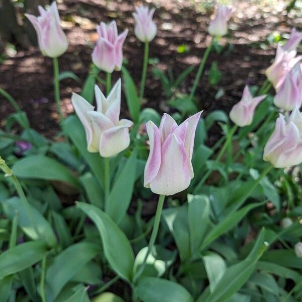 Tulipa didieri Blomst