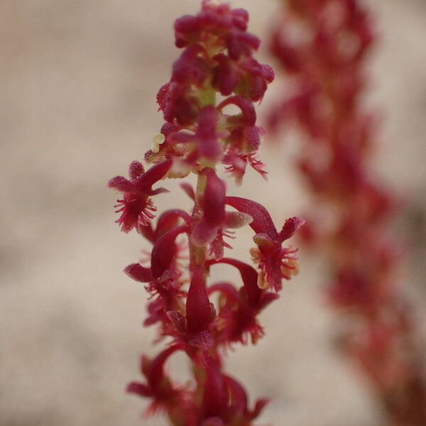 Rumex bucephalophorus Flors