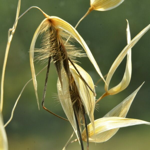 Avena fatua Fruit